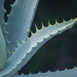 蘆薈的<strong>美容</strong>護(hù)膚方法和效果解析，告別肌膚問題！