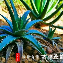 蘆薈<strong>美容</strong>護膚的秘密和方法，讓你變白又水嫩