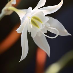 雪蓮花美容護膚功效