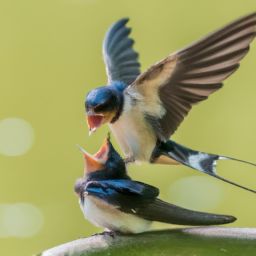 哺乳期可以做美容護膚嗎 哺乳期可以做美容護膚嗎