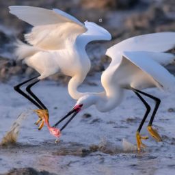 如何正確進(jìn)行美容護(hù)膚步驟和手法？教你通過(guò)視頻學(xué)會(huì)！